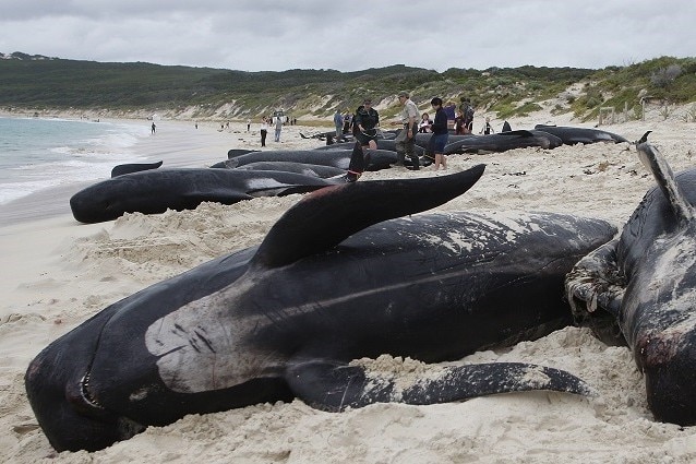 Ogni anno migliaia cetacei perdono la vita sulle nostre rive
