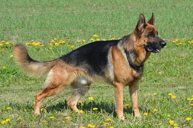 Il cane da pastore tedesco nasce in Germania a fine '800