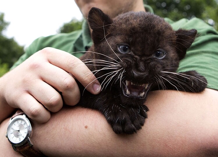 Un futuro da predatore?