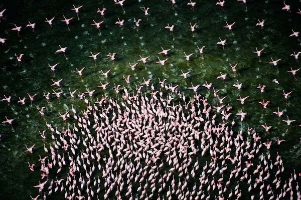Dal volo alla pesca