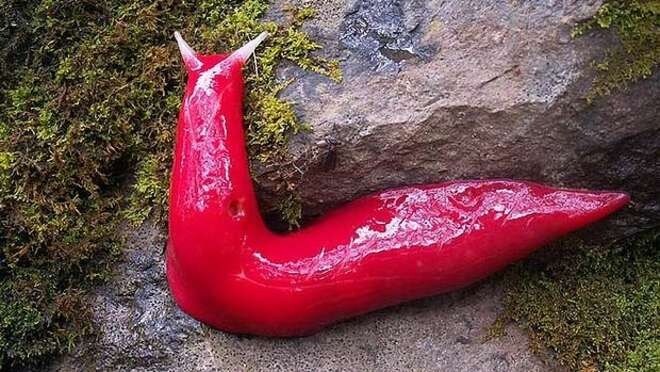 Una lumaca fashion | Scienze Fanpage