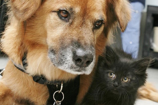 Boots, il cane che si occupa dei gattini