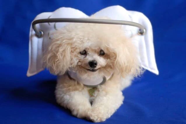Il Muffin's Halo è un supporto che aiuta i cani ciechi