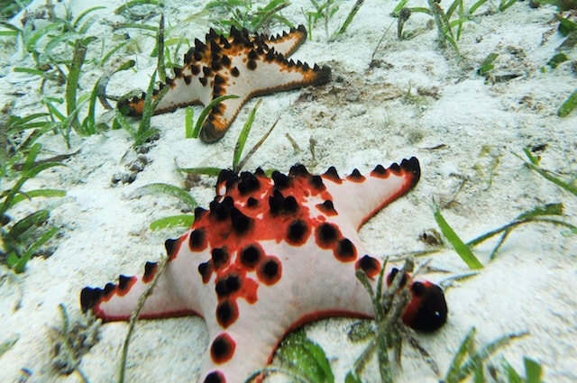 I cambiamenti climatici potrebbero aver scatenato la potenza del virus