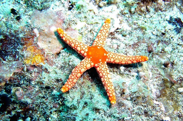 Una malattia sta uccidendo le stelle marine