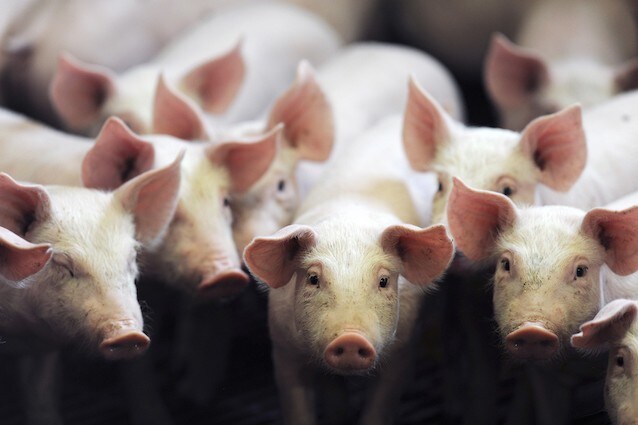 Il maiale è un animale pulito