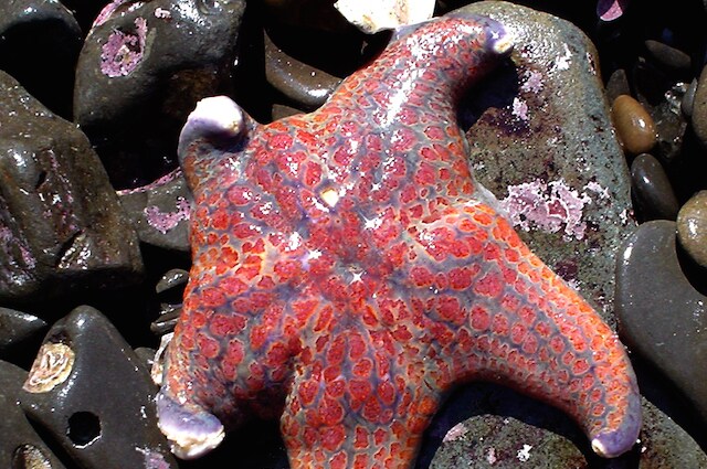 Una ferita che porta le stelle marine a sciogliersi