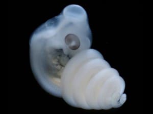 Embrione di serpente di sei giorni.