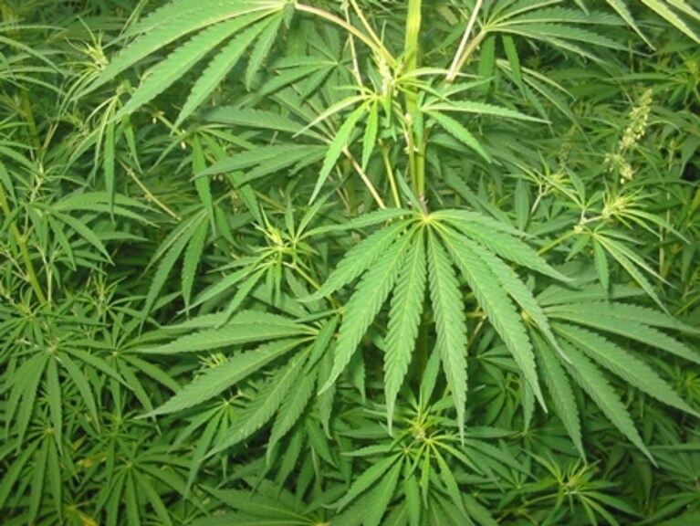 pianta di cannabis