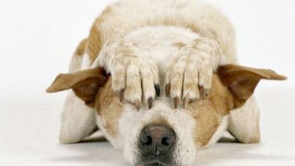 Cane abbaia di notte: padrone condannato