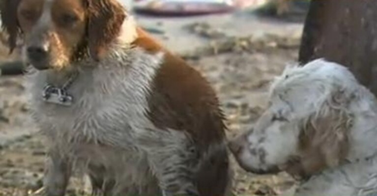 lo spaniel inglese assiste un altro cane indebolito da giorni trascorsi al freddo e senza cibo