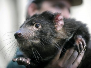 Diavolo della Tasmania