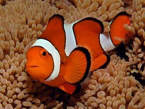 pesce-pagliaccio