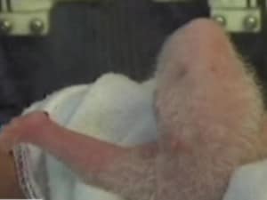 panda neonato