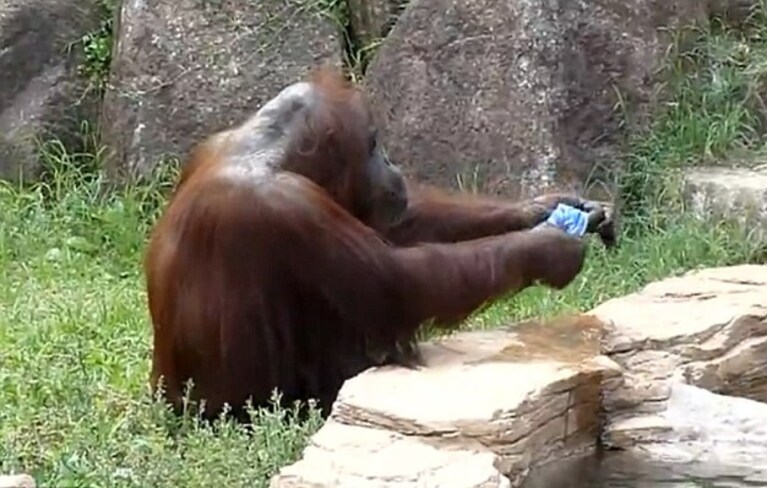 la star del web l orangotango che strizza il panno nello zoo di tokyo