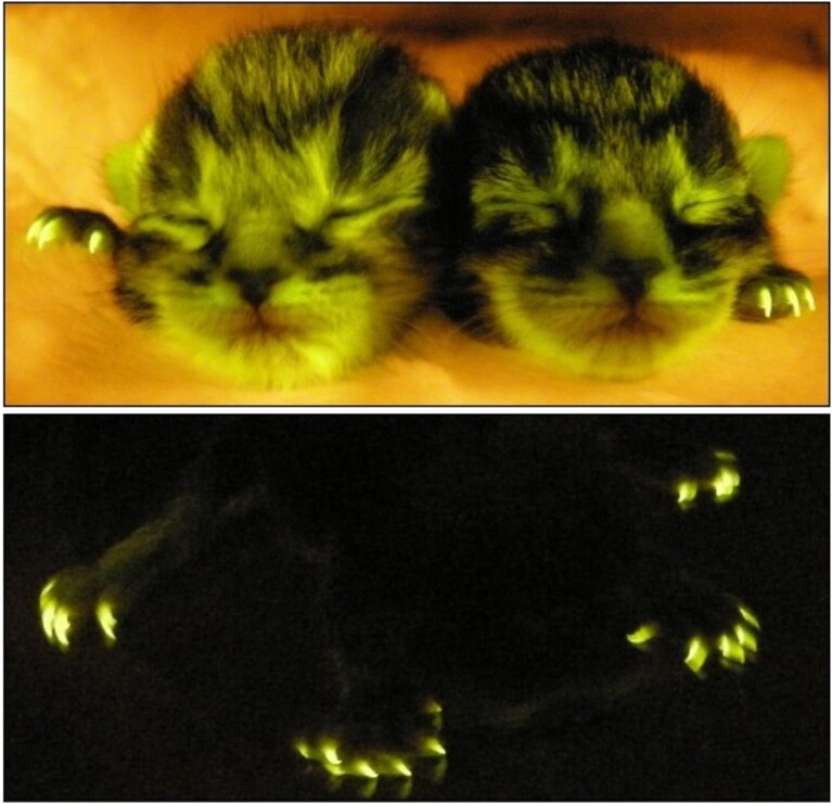 Gattini fluorescenti modificati geneticamente