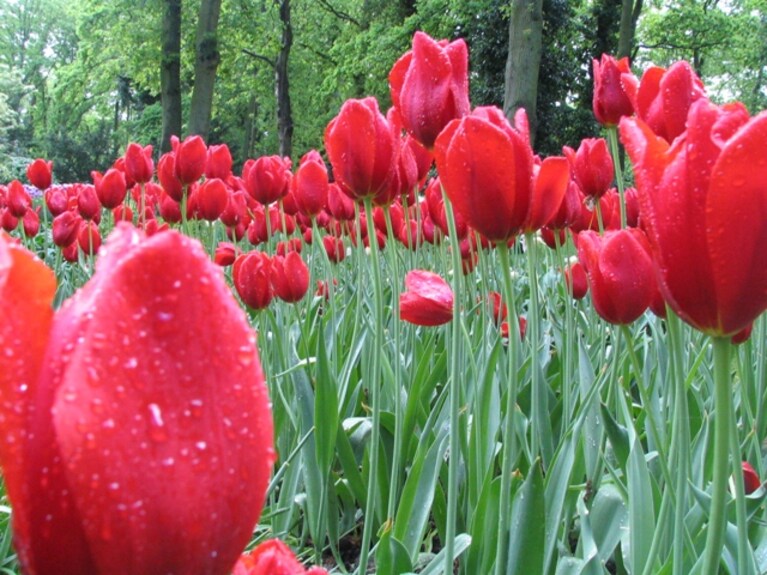 I tulipani come simbolo della nuova Guerra dei Fiori tra Romania e Olanda per l'ingresso nell'area Schengen