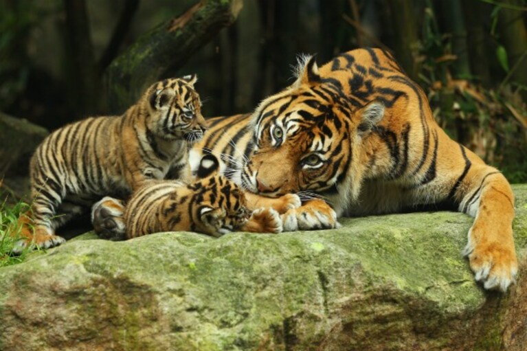 Presentati al pubblico dello zoo Taronga i tre cuccioli di tigre di Sumatra venuti alla luce lo scorso agosto: la loro nascita è un evento eccezionale.