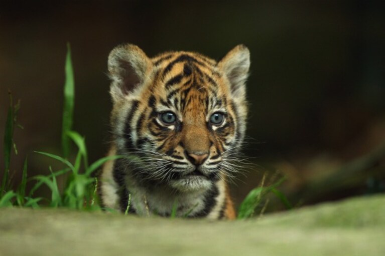 Presentati al pubblico dello zoo Taronga i tre cuccioli di tigre di Sumatra venuti alla luce lo scorso agosto: la loro nascita è un evento eccezionale.