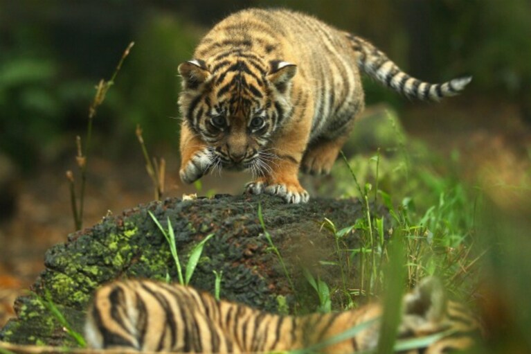 Presentati al pubblico dello zoo Taronga i tre cuccioli di tigre di Sumatra venuti alla luce lo scorso agosto: la loro nascita è un evento eccezionale.