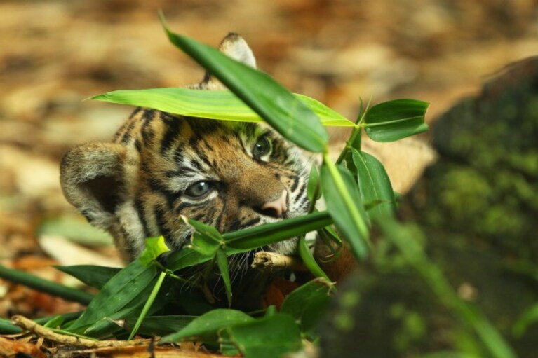 Presentati al pubblico dello zoo Taronga i tre cuccioli di tigre di Sumatra venuti alla luce lo scorso agosto: la loro nascita è un evento eccezionale, dato che questa specie rischia l'estinzione.