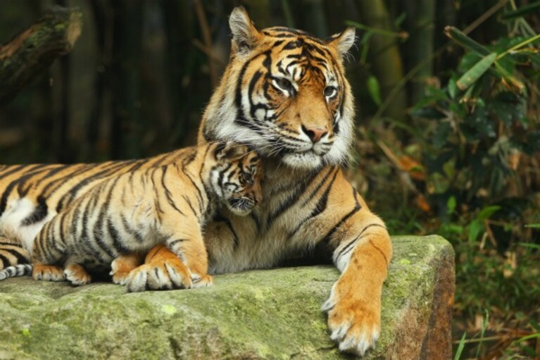 Presentati al pubblico dello zoo Taronga i tre cuccioli di tigre di Sumatra venuti alla luce lo scorso agosto: la loro nascita è un evento eccezionale.