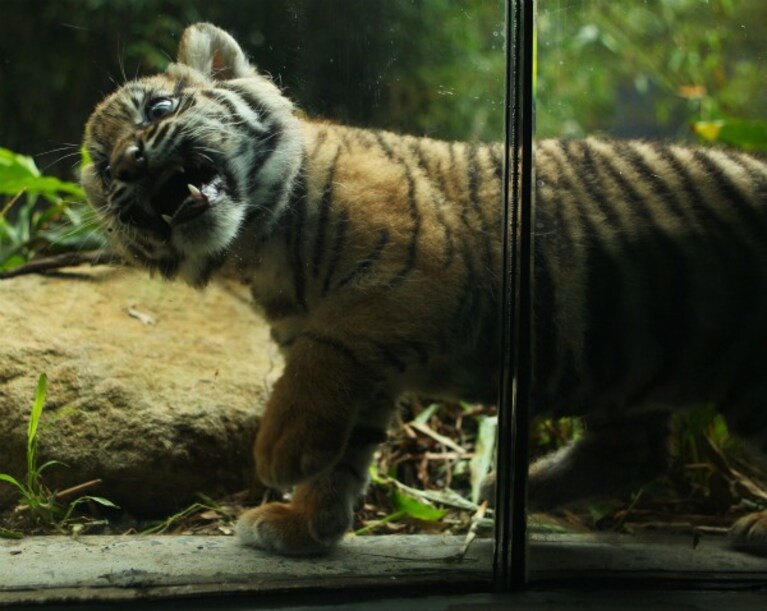Presentati al pubblico dello zoo Taronga i tre cuccioli di tigre di Sumatra venuti alla luce lo scorso agosto: la loro nascita è un evento eccezionale.