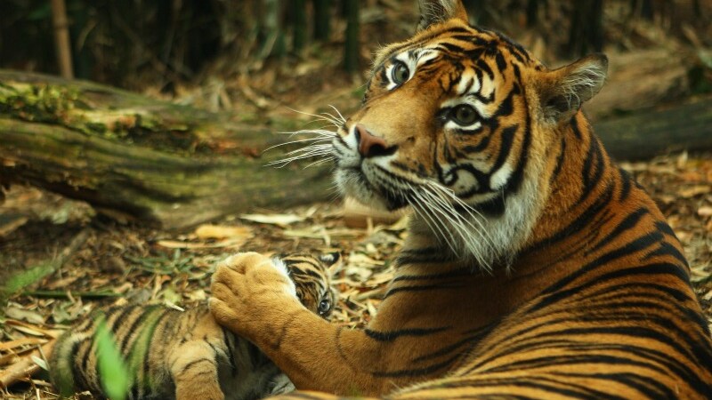 Presentati al pubblico dello zoo Taronga i tre cuccioli di tigre di Sumatra venuti alla luce lo scorso agosto: la loro nascita è un evento eccezionale.