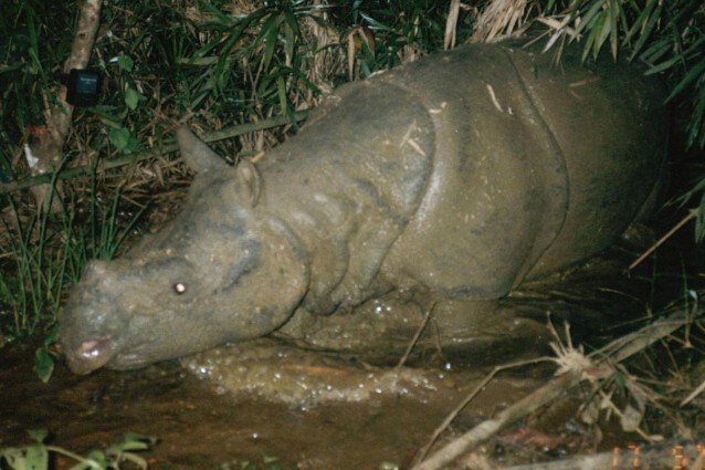 Era l'ultimo esemplare della sua specie in Vietnam ed è stato ucciso da un bracconiere. Adesso rimangono solo una cinquantina di rinoceronti di Giava nel mondo, tutti in un piccolo parco in Indonesia.
