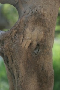 Era l'ultimo esemplare della sua specie in Vietnam ed è stato ucciso da un bracconiere. Adesso rimangono solo una cinquantina di rinoceronti di Giava nel mondo, tutti in un piccolo parco in Indonesia.