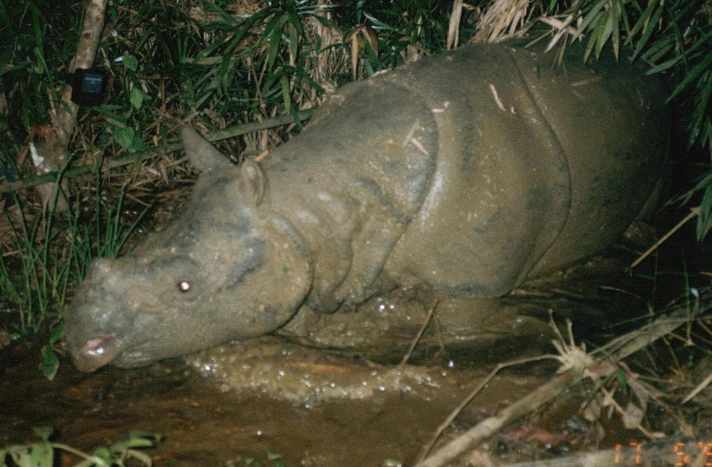 Era l'ultimo esemplare della sua specie in Vietnam ed è stato ucciso da un bracconiere. Adesso rimangono solo una cinquantina di rinoceronti di Giava nel mondo, tutti in un piccolo parco in Indonesia.