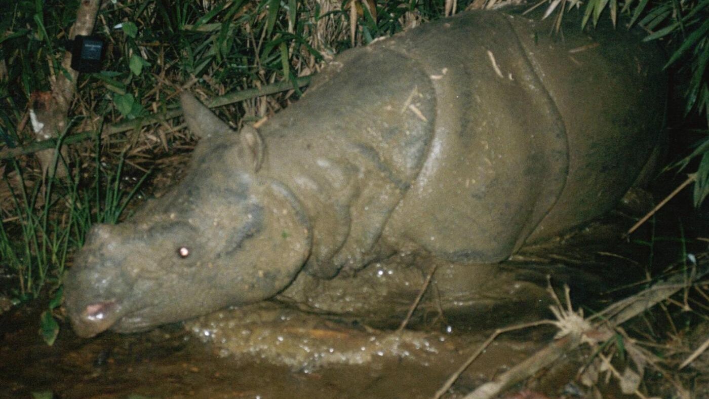 Era l'ultimo esemplare della sua specie in Vietnam ed è stato ucciso da un bracconiere. Adesso rimangono solo una cinquantina di rinoceronti di Giava nel mondo, tutti in un piccolo parco in Indonesia.