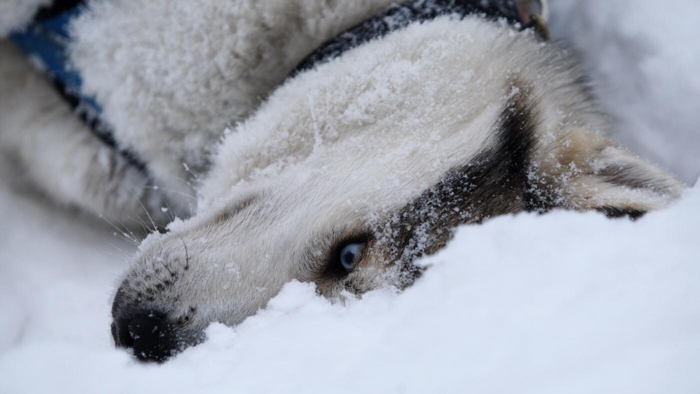 In Siberia venne rinvenuto negli anni '70 il fossile di un cane vissuto 33000 anni fa: la sua esistenza proverebbe che il processo di domesticazione in quel tempo era già iniziato.