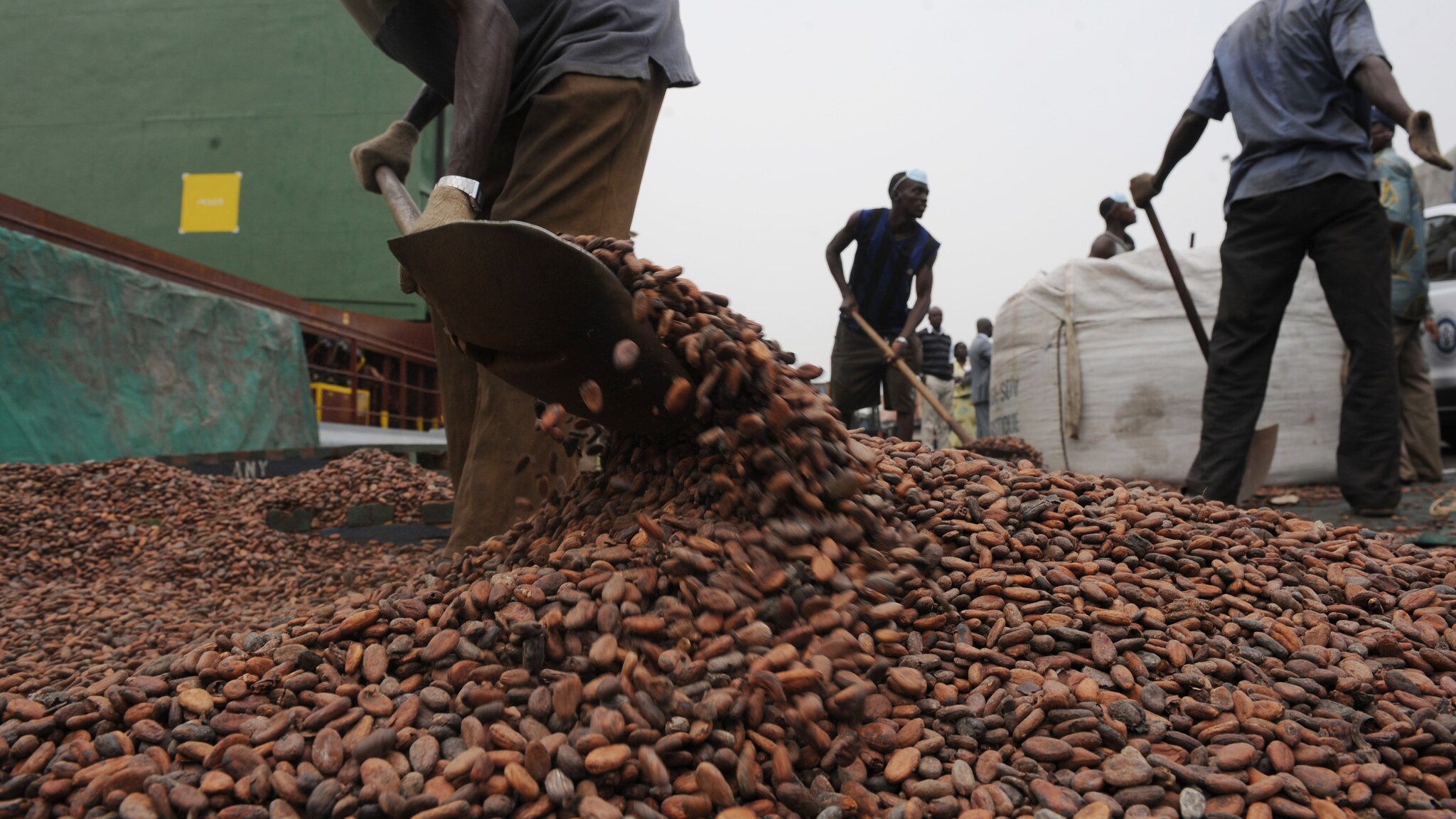 Secondo l'international center for tropical agricolture, le coltivazioni di cacao in Africa dovranno presto combattere contro il riscaldamento globale.