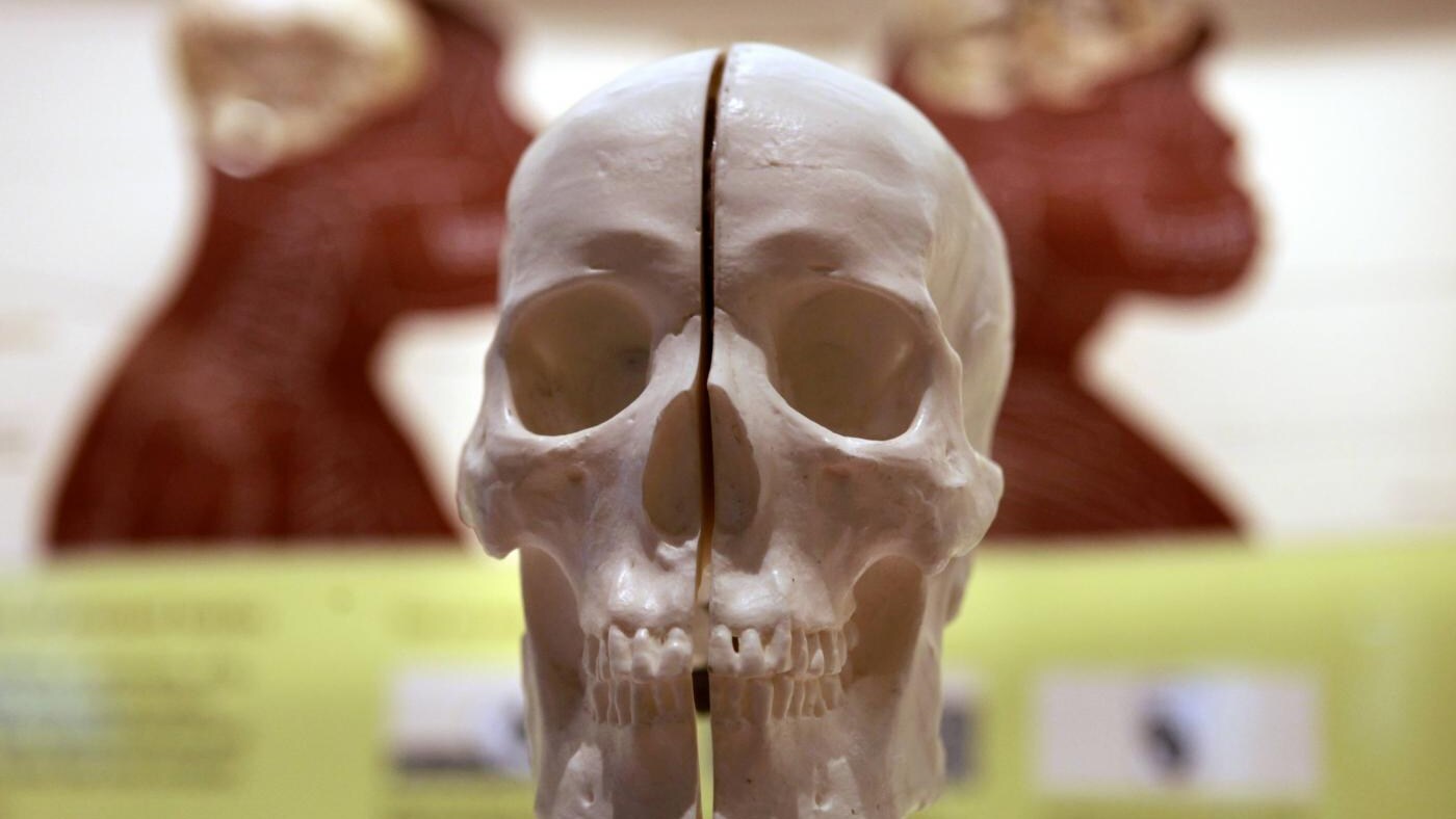 Lo stress farebbe rimpicciolire il cervello, lo smog danneggerebbe la memoria: sembra che per il cervello, di questi tempi, non ci sia proprio più scampo.