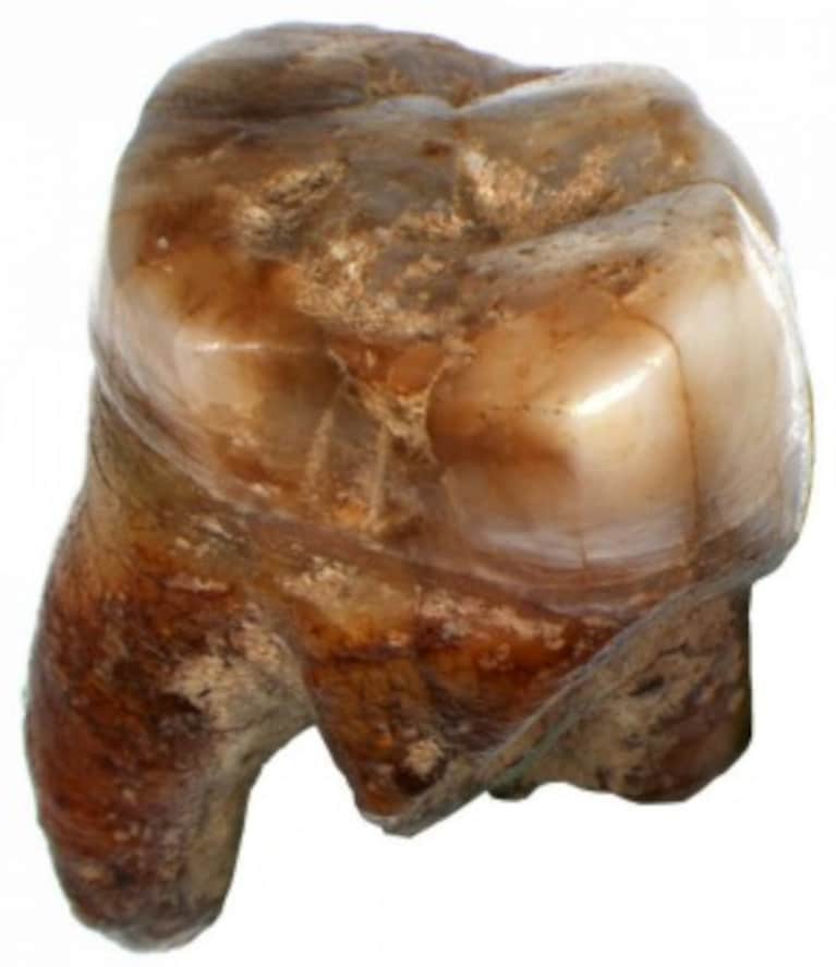 Lo studio di alcuni fossili ha consentito di retrodatare l'arrivo dell'homo sapiens in Europa: tra questi, i più antichi sono stati rinvenuti nella grotta del cavallo, in Salento, negli anni '60.