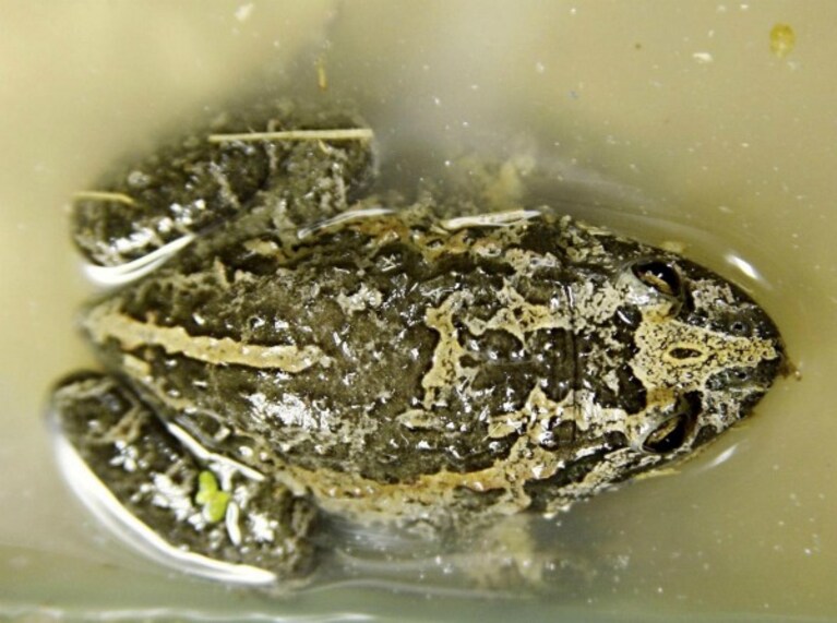 Classificata ormai tra i molti animali estinti dell'Asia, la rana dipinta di Hula è stata finalmente avvistata in Israele dopo cinquantasei anni.