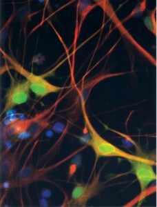 cellule
