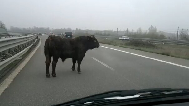 Incontro insolito per un automobilista in tangenziale