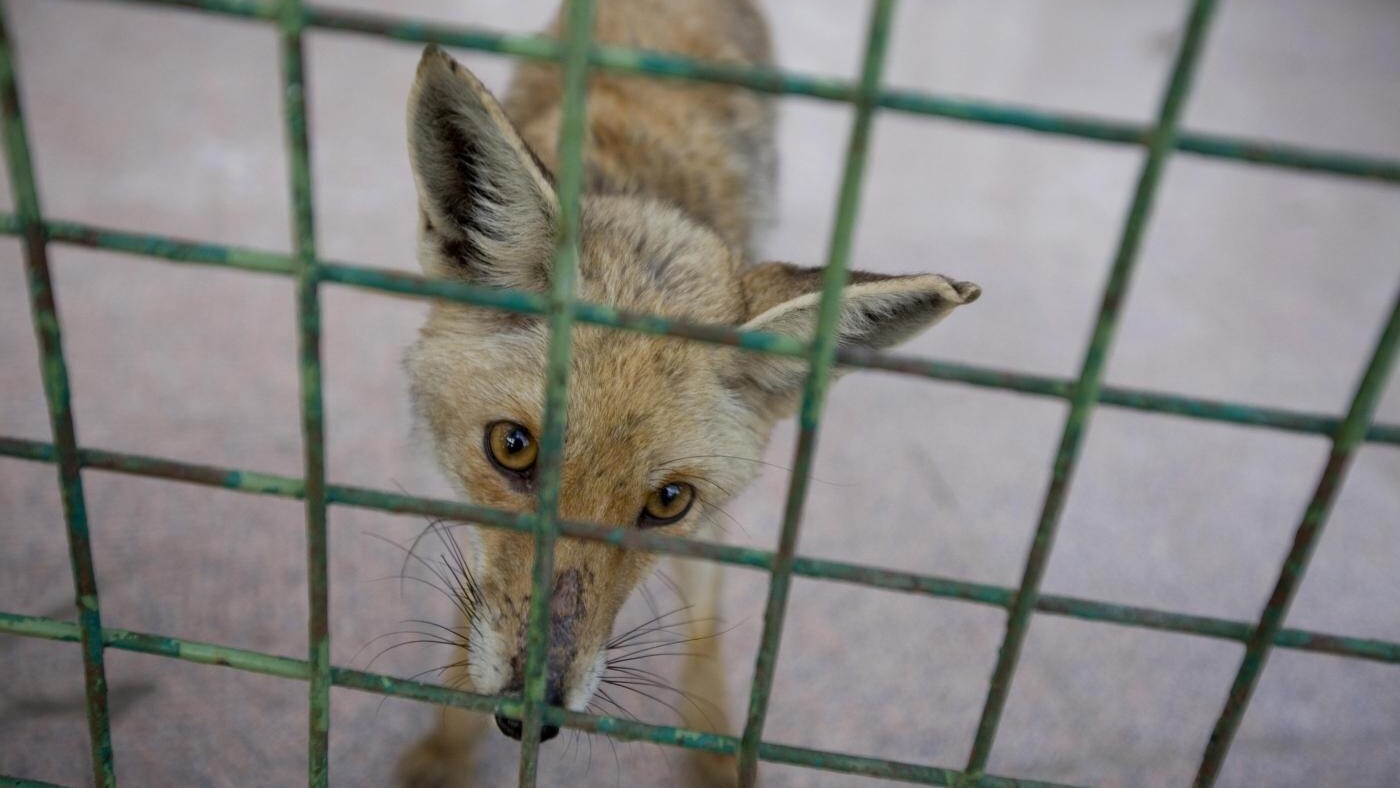 Prevista per sabato 10 e domenica 11 novembre la mobilitazione nazionale della Lega Anti Vivisezione. In centinaia di piazze italiane sarà possibile firmare la petizione per una proposta legislativa che metta fine alla pratica di uccidere animali per farne pellicce.