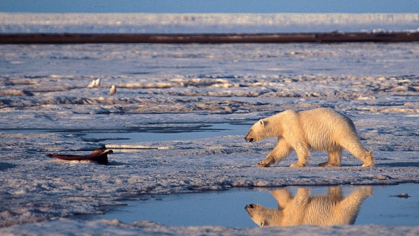 La colpa di tutto, forse, risiede nella crisi ma, sebbene gli scienziati continuino ad avvertire sui rischi che sta correndo il nostro pianeta, l'allarme per il riscaldamento globale sembra sempre più lontano, al punto che un paese come il Canada ha addirittura annunciato ufficialmente il suo ritiro dal protocollo di Kyoto.