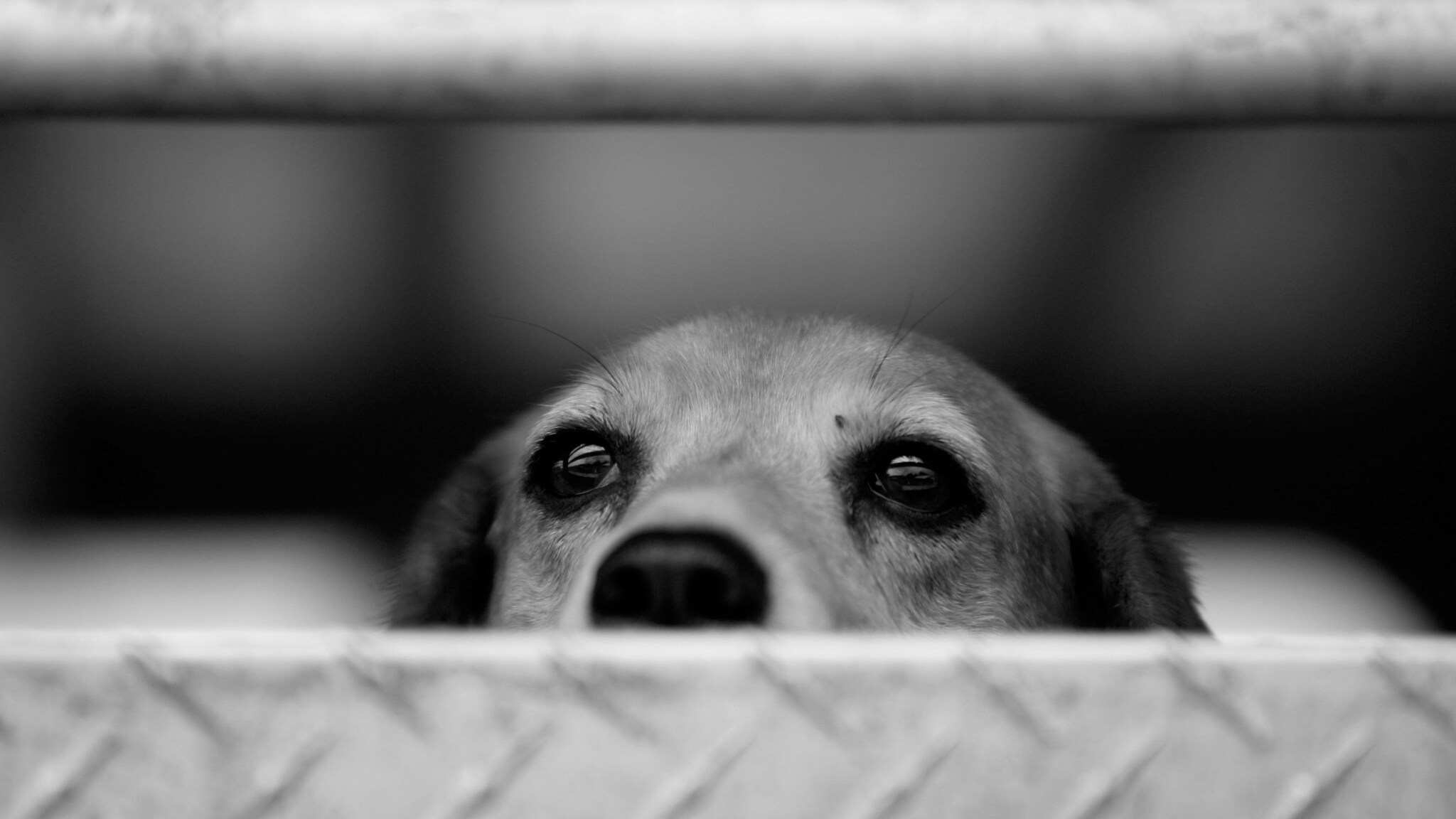 Proseguono le proteste degli attivisti a Montichiari, Brescia, contro Green Hill, il canile lager dove vengono alla luce e sono allevati esemplari di razza beagle destinati ai laboratori di vivisezione.