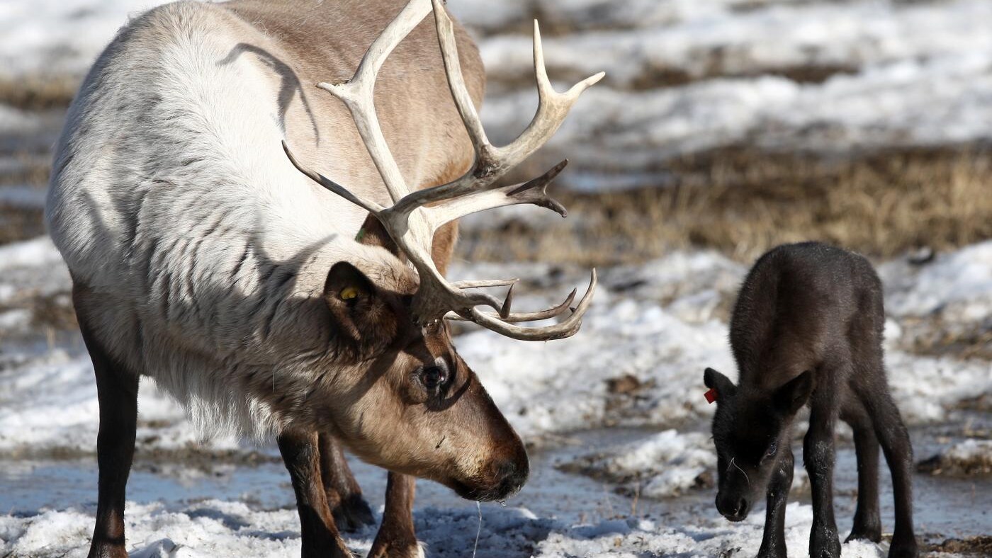 Miniere di ferro, strade, dighe, stravolgimenti del territorio che stanno minacciando la sopravvivenza dell'animale simbolo del Natale, la renna. Lungo il fiume George, in Canada, quello che era il branco più grande del mondo si è ridotto di oltre il 90 negli ultimi decenni.