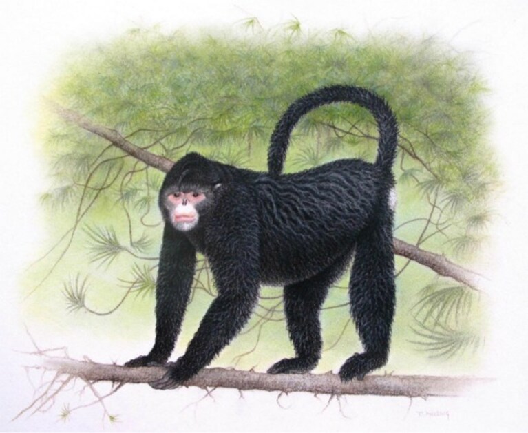 Le popolazioni della regione del bacino Mekong le conoscevano già, ma per la scienza sono un'assoluta scoperta: oltre 200 specie tra piante, rettili, pesci, anfibi, mammiferi ed uccelli, osservati nel 2010 e presentati nell'ultimo rapporto del WWF. Purtroppo su molte di esse già si allunga l'ombra nefasta dell'estinzione.