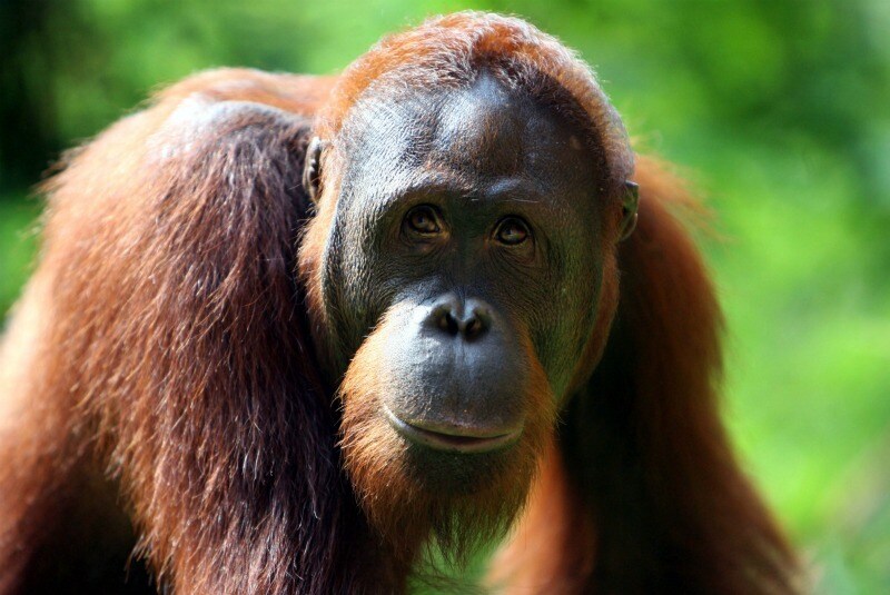 L'osservazione degli oranghi indonesiani e lo studio dei comportamenti adottati da questi per sopravvivere alla fame apre a nuove prospettive sulla cura dell'obesità e potrebbe stravolgere le teorie su cui si basano le diete odierne.