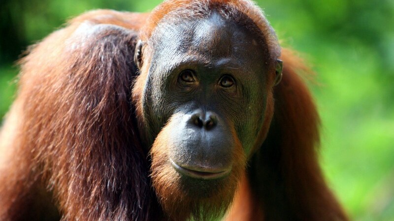 L'osservazione degli oranghi indonesiani e lo studio dei comportamenti adottati da questi per sopravvivere alla fame apre a nuove prospettive sulla cura dell'obesità e potrebbe stravolgere le teorie su cui si basano le diete odierne.