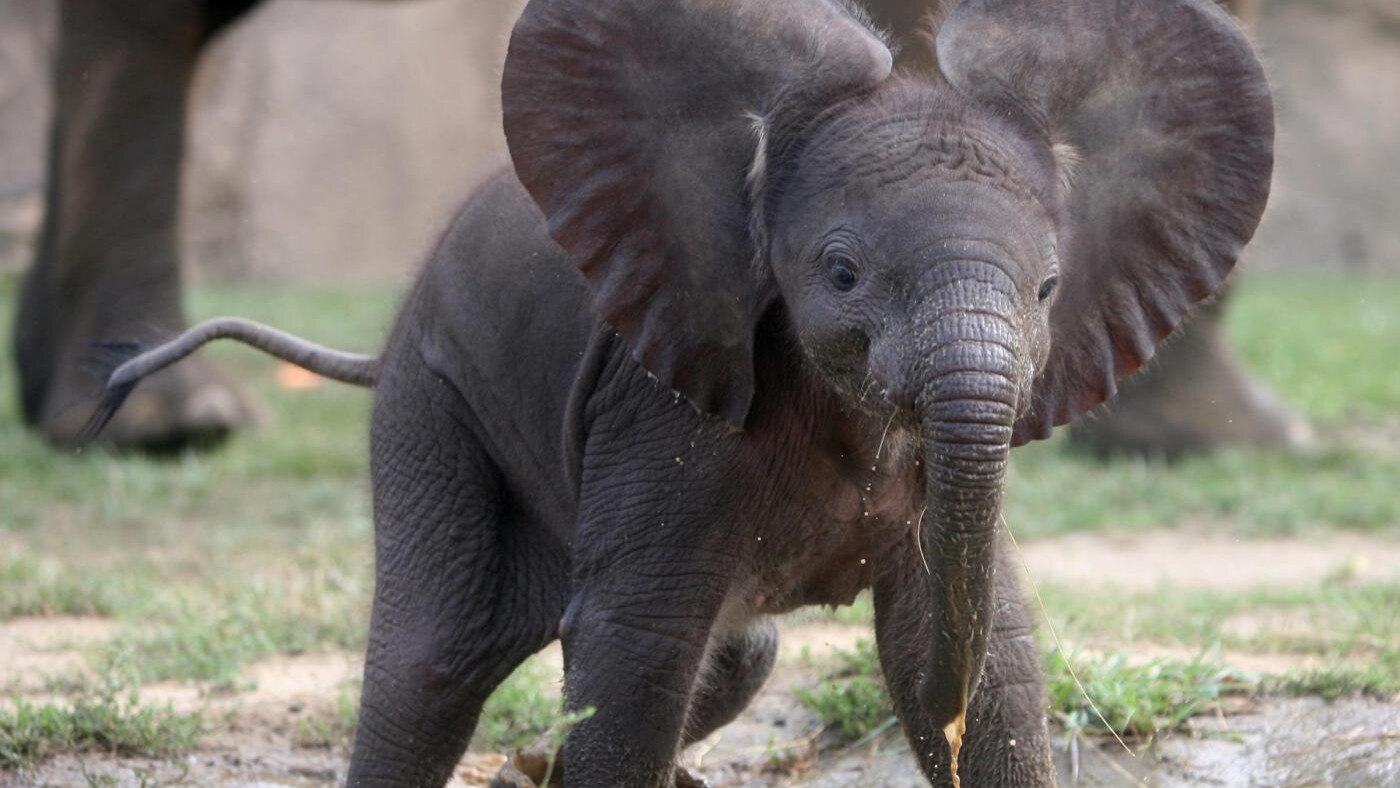 Si chiude con un bilancio di sangue il 2011 per i pachidermi africani: l'anno peggiore da quando, nel 1989, la caccia agli elefanti venne messa fuori legge. Dietro, come sempre, la richiesta di avorio.