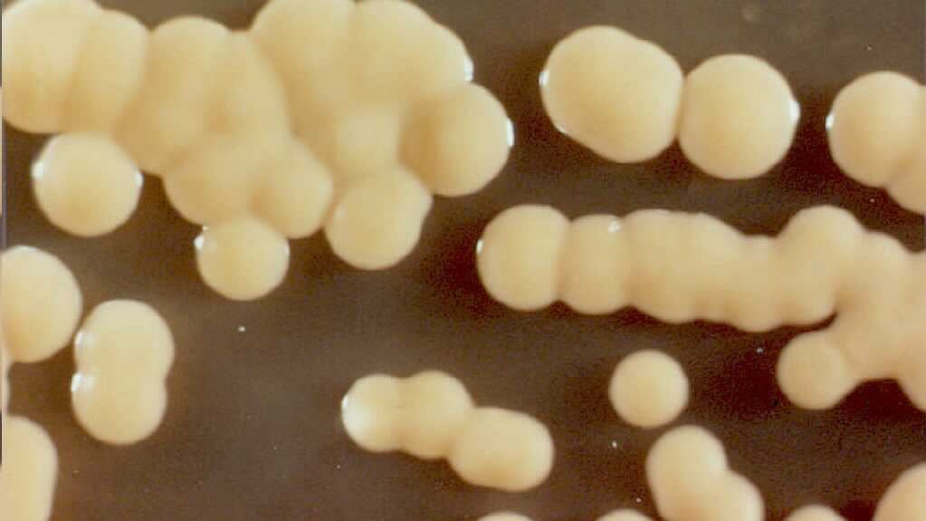 Fossili dalle dimensioni microscopiche conservati in un sito della Cina meridionale che, secondo uno studio pubblicato da Science, rappresenterebbero un fermo immagine di un momento cruciale nella storia del pianeta Terra, il passaggio dalle forme di vita unicellulari a quelle pluricellulari.