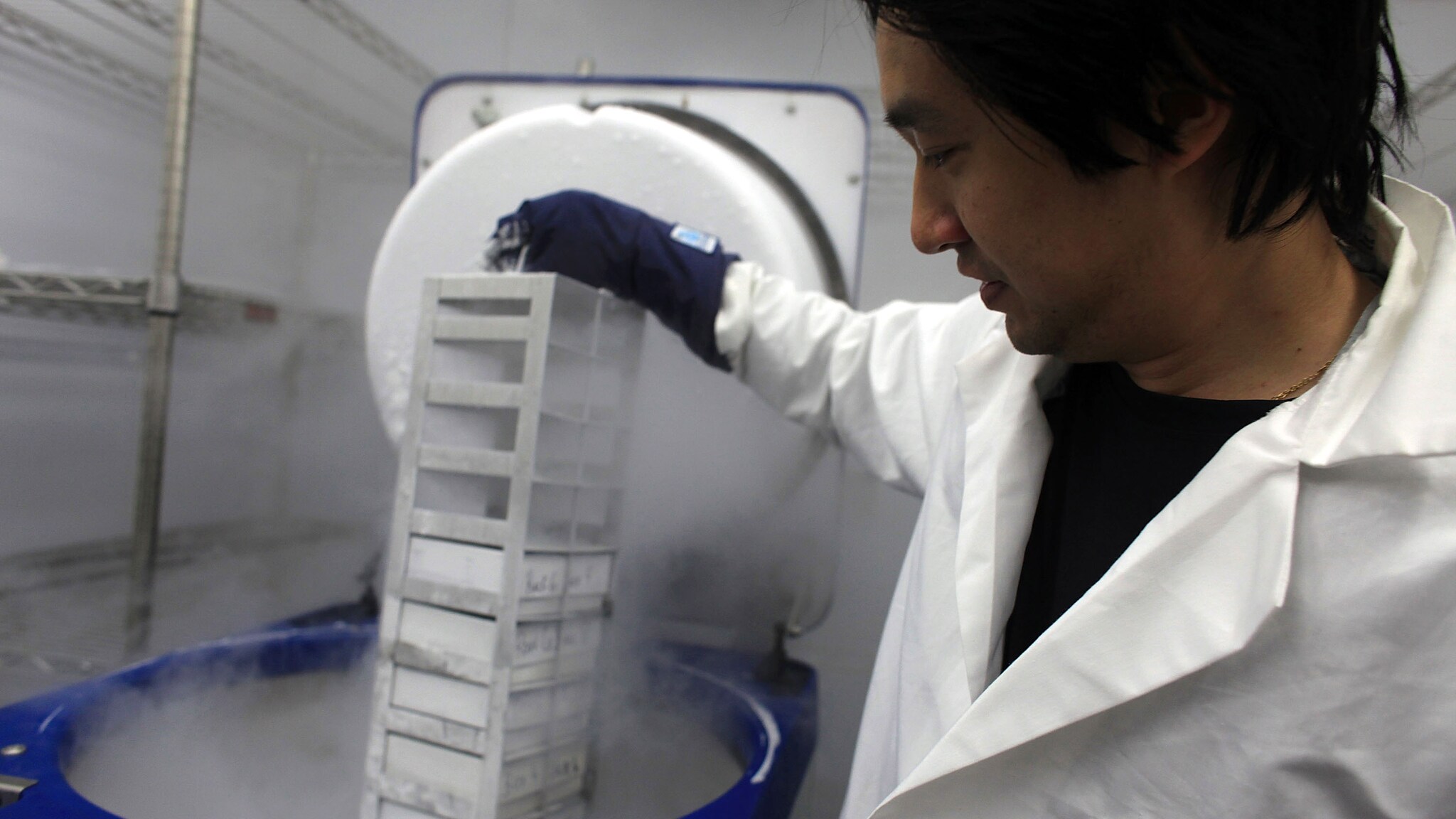 Nuove molecole sarebbero state individuate in un particolare pesce, capaci di stimolare le staminali a trasformarsi in cellule cardiache; allo studio ci sarebbe, dunque, un farmaco che consentirebbe al cuore di ripararsi da solo.