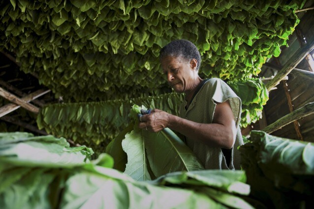 lavoratori Tabacco